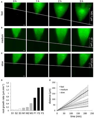 Alfalfa Root Growth Rate Correlates with Progression of Microtubules during Mitosis and Cytokinesis as Revealed by Environmental Light-Sheet Microscopy